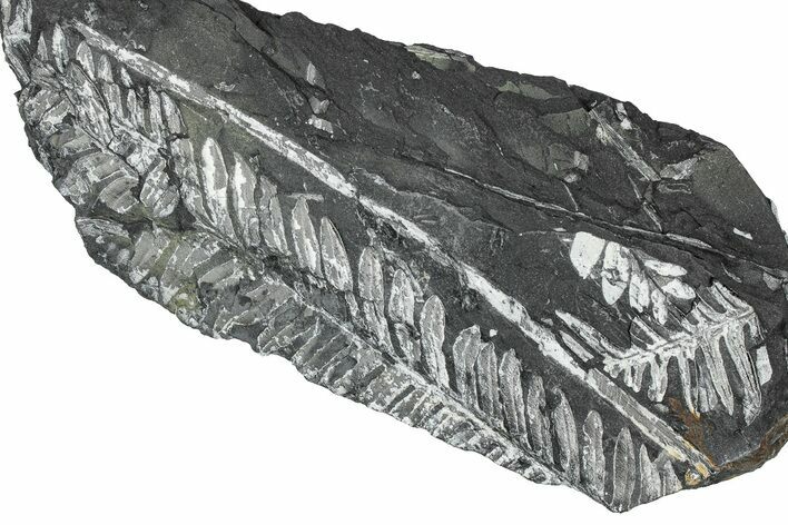 Fossil Seed Fern (Alethopteris) Plate - Pennsylvania #347667